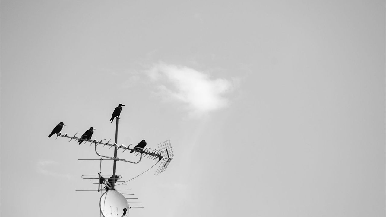 Directional TV antenna with a long boom on a mast, birds perched on its elements