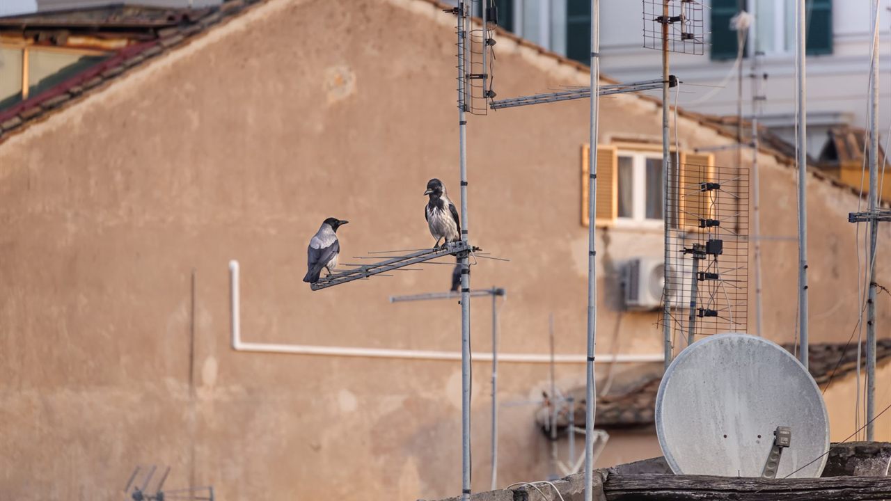 Rooftop TV antennas on masts above old town houses, with a satellite dish below