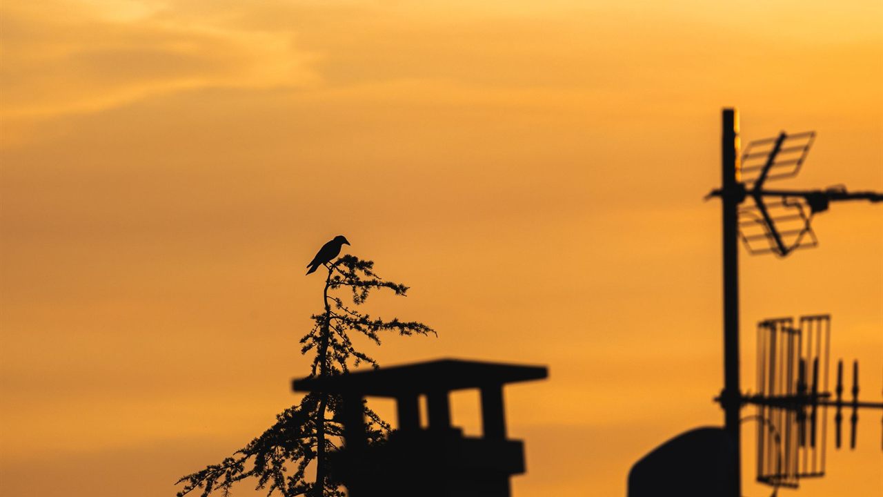 Two TV antennas stacked on one rooftop mast, silhouetted at sunset beside a chimney